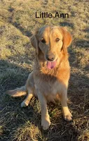 Purple Girl , a female Golden Retriever for sale in Versailles, MO – 6 of 6