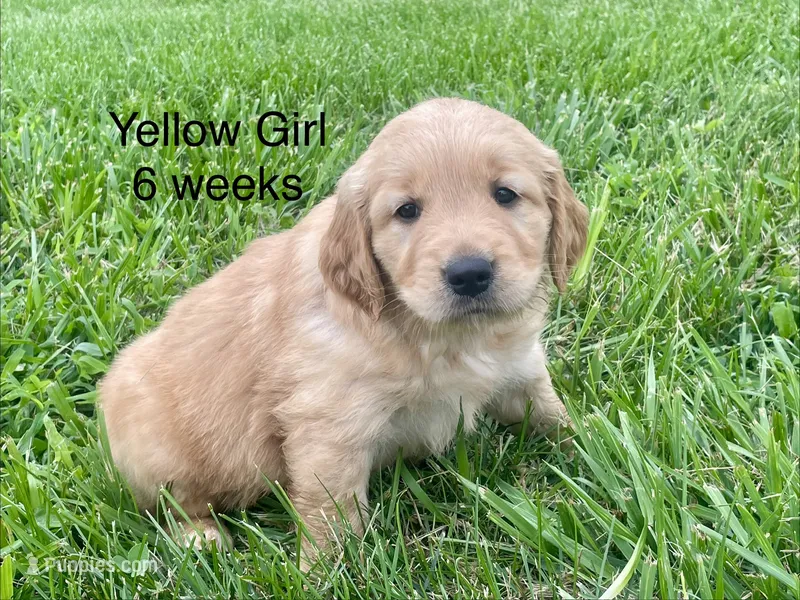 Yellow Girl  – Golden Retriever puppy for sale in Versailles, MO