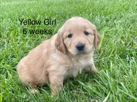 Yellow Girl , a female Golden Retriever for sale in Versailles, MO – 1 of 6