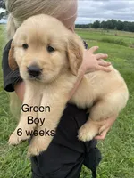 Green Boy , a male Golden Retriever for sale in Versailles, MO – 3 of 6