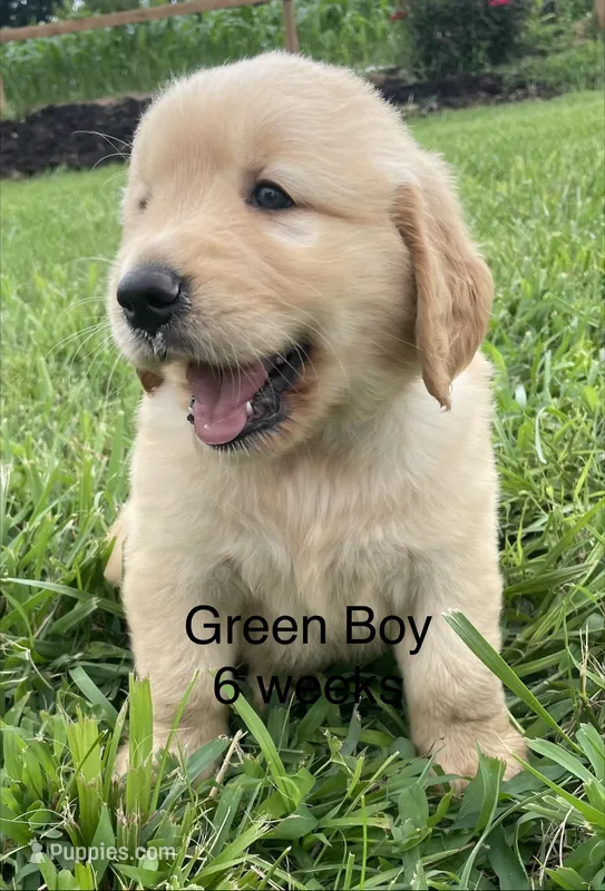 Green Boy  – Golden Retriever puppy for sale in Versailles, MO