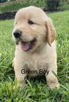 Green Boy , a male Golden Retriever for sale in Versailles, MO – 1 of 6
