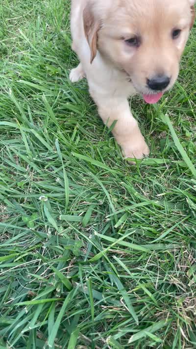 Purple Girl , a female Golden Retriever for sale in Versailles, MO – 5 of 6