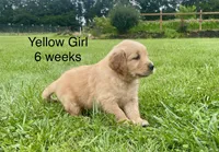 Yellow Girl , a female Golden Retriever for sale in Versailles, MO – 3 of 6
