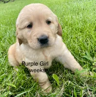 Purple Girl , a female Golden Retriever for sale in Versailles, MO – 3 of 6