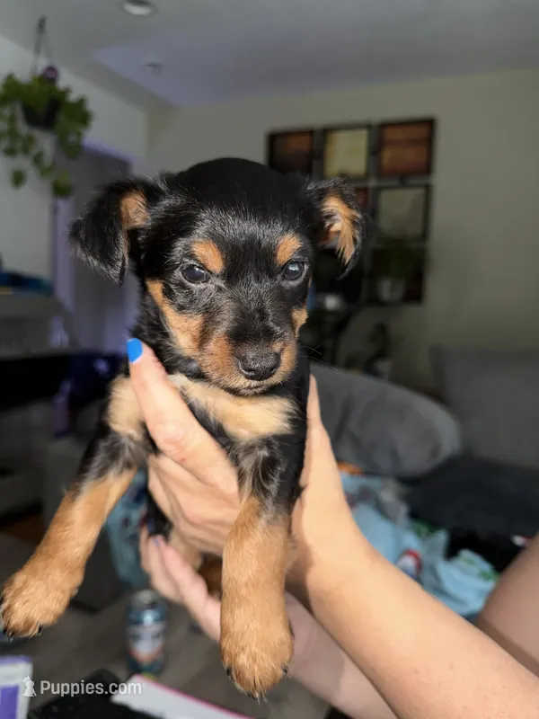 Mario – Yorkshire Terrier puppy for sale in Gresham, OR