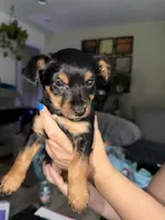 Mario, a male Yorkshire Terrier for sale in Gresham, OR – 1 of 1