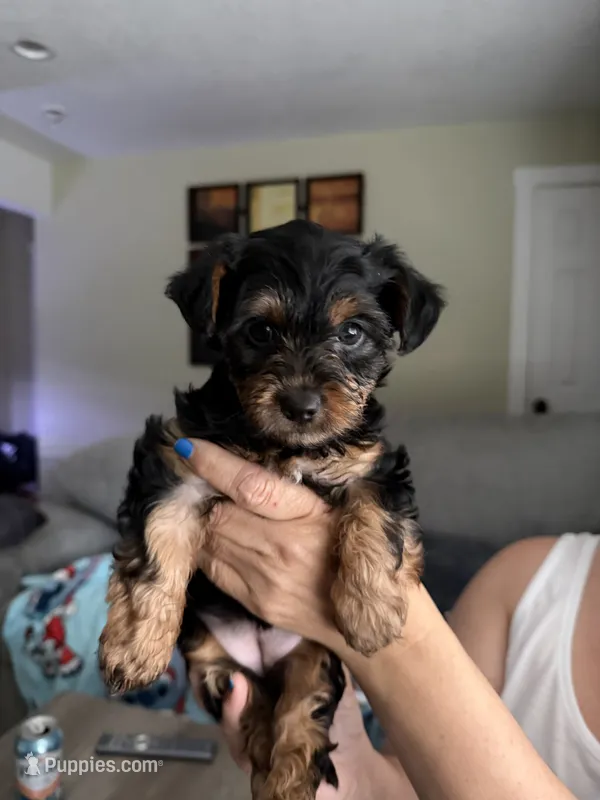 Dumpling – Yorkshire Terrier puppy for sale in Gresham, OR