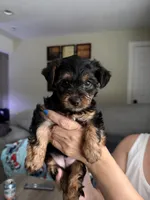 Dumpling, a female Yorkshire Terrier for sale in Gresham, OR – 1 of 1