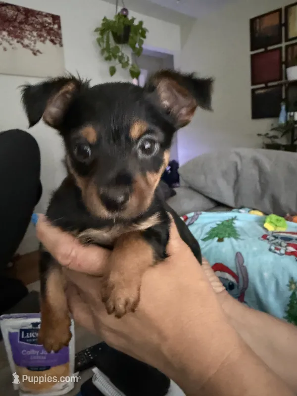 Luigi – Yorkshire Terrier puppy for sale in Gresham, OR