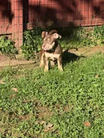 Biscuit, a female American Bully for sale in Hanover, PA – 4 of 7