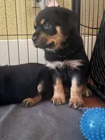 Dream, a female Rottweiler for sale in Hanover, PA – 2 of 7