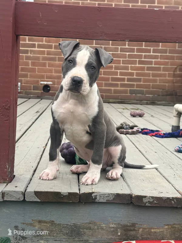 Blue-Banks – American Pit Bull Terrier puppy for sale in Hanover, PA