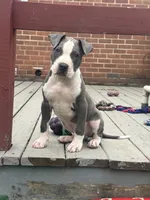 Blue-Banks, a male American Pit Bull Terrier for sale in Hanover, PA – 1 of 10