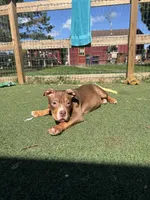 Pork, a male American Bully for sale in Hanover, PA – 5 of 6