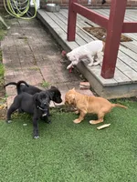Athena, a female German Shepherd Dog and Cane Corso for sale in Hanover, PA – 3 of 7
