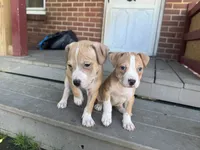 Pecan, a female American Pit Bull Terrier for sale in Hanover, PA – 4 of 8