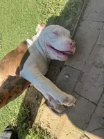 Mochi, a female American Bully for sale in Hanover, PA – 5 of 7