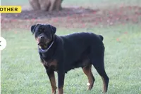 Dream, a female Rottweiler for sale in Hanover, PA – 7 of 7