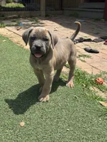Hemmy, a female Cane Corso for sale in Hanover, PA – 3 of 10