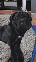 Hemmy, a female Cane Corso for sale in Hanover, PA – 10 of 10