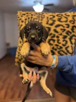 Puppy boy1, a male German Shepherd Dog and Cane Corso for sale in Hanover, PA – 3 of 5