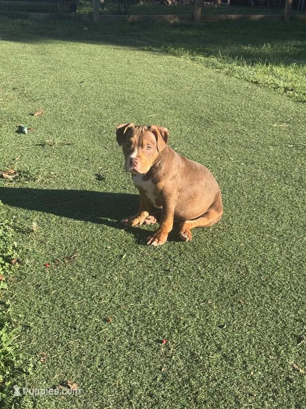 Pork – American Bully puppy for sale in Hanover, PA