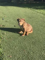Pork, a male American Bully for sale in Hanover, PA – 1 of 6
