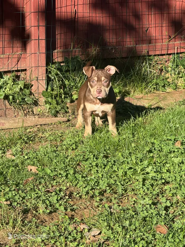 Biscuit – American Bully puppy for sale in Hanover, PA