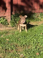 Biscuit, a female American Bully for sale in Hanover, PA – 1 of 7