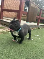 Biggie, a male American Bully for sale in Hanover, PA – 4 of 9
