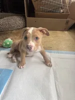 Kona, a female American Bully for sale in Hanover, PA – 9 of 10