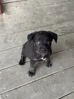 Freya, a female German Shepherd Dog and Cane Corso for sale in Hanover, PA – 5 of 7