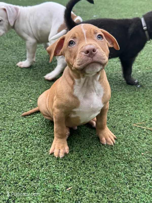 Bronx – American Bully, American Pit Bull Terrier puppy for sale in Hanover, PA