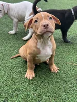 Bronx, a male American Bully and American Pit Bull Terrier for sale in Hanover, PA – 1 of 8