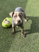 Blue Bella, a female American Pit Bull Terrier for sale in Hanover, PA – 6 of 10