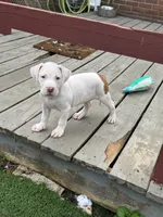 Titan, a male American Bully and American Pit Bull Terrier for sale in Hanover, PA – 2 of 7