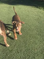 Toasty, a female American Bully for sale in Hanover, PA – 2 of 6