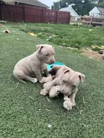 Vito, a male American Pit Bull Terrier for sale in Hanover, PA – 5 of 9
