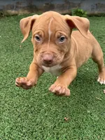 Bronx, a male American Bully and American Pit Bull Terrier for sale in Hanover, PA – 4 of 8