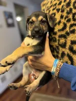 Puppy girl , a female German Shepherd Dog and Cane Corso for sale in Hanover, PA – 2 of 5