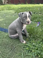 Lilly, a female American Bully and American Pit Bull Terrier for sale in Hanover, PA – 2 of 7