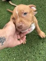 Bronx, a male American Bully and American Pit Bull Terrier for sale in Hanover, PA – 6 of 8