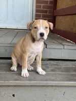 Pumpkin, a female American Pit Bull Terrier for sale in Hanover, PA – 4 of 6