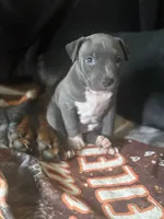 Lucy, a female American Pit Bull Terrier for sale in Hanover, PA – 7 of 9