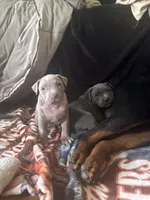 Vinny, a male American Pit Bull Terrier for sale in Hanover, PA – 4 of 8