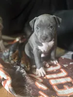 Lucy, a female American Pit Bull Terrier for sale in Hanover, PA – 2 of 9