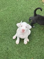 Titan, a male American Bully and American Pit Bull Terrier for sale in Hanover, PA – 3 of 7