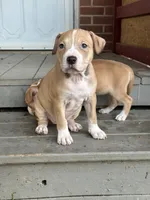 Pumpkin, a female American Pit Bull Terrier for sale in Hanover, PA – 2 of 6