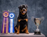 Dior, a female Rottweiler for sale in Hanover, PA – 7 of 7